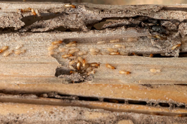Bird Control in Sibley, IA
