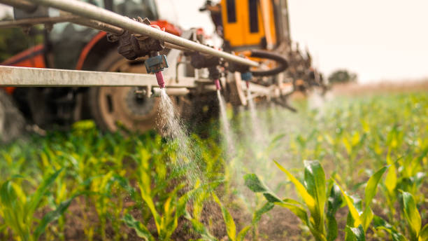 Best Pest Removal Services  in Sibley, IA